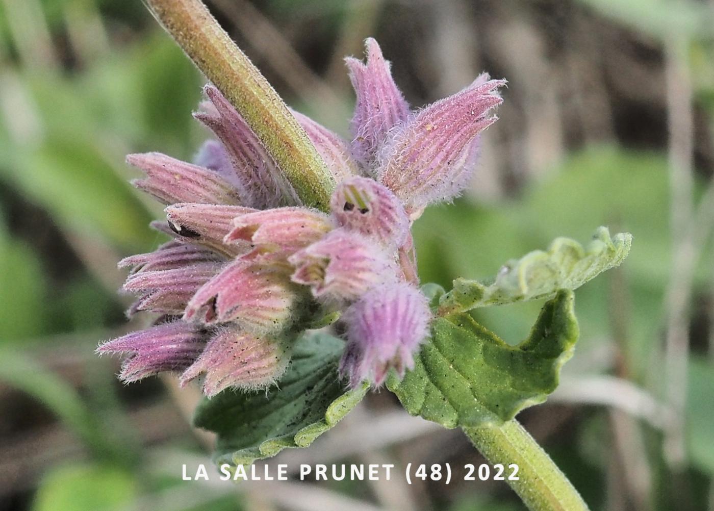 Catmint fruit